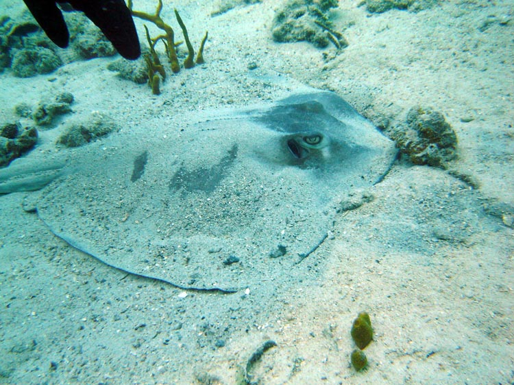 Sting Ray