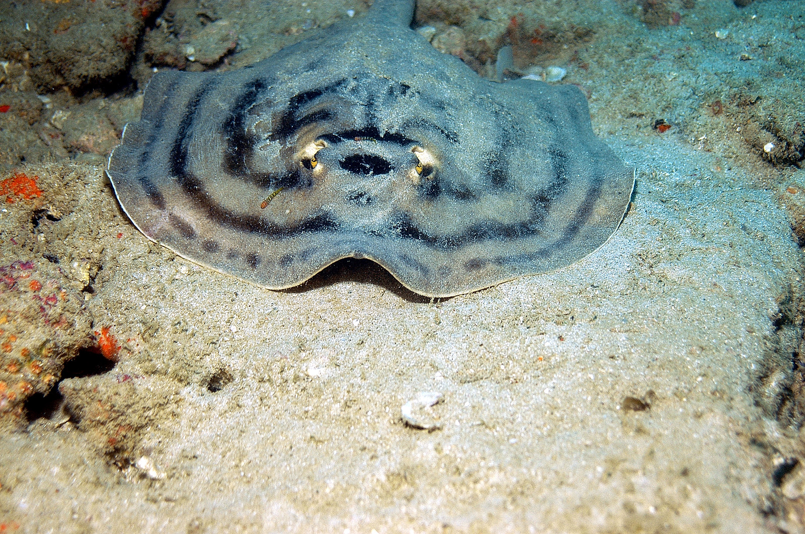 sting ray