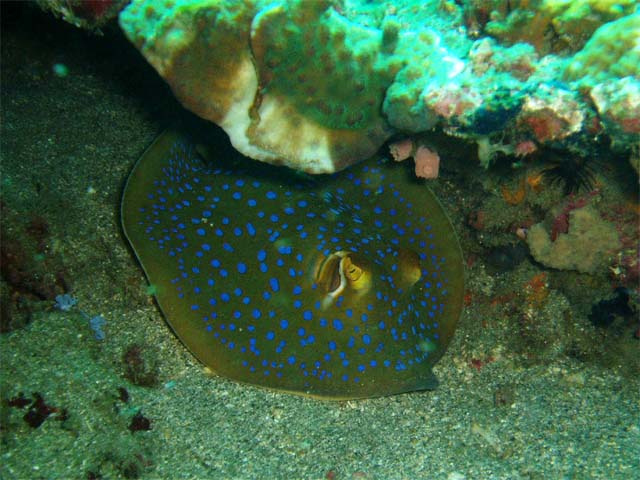 sting ray