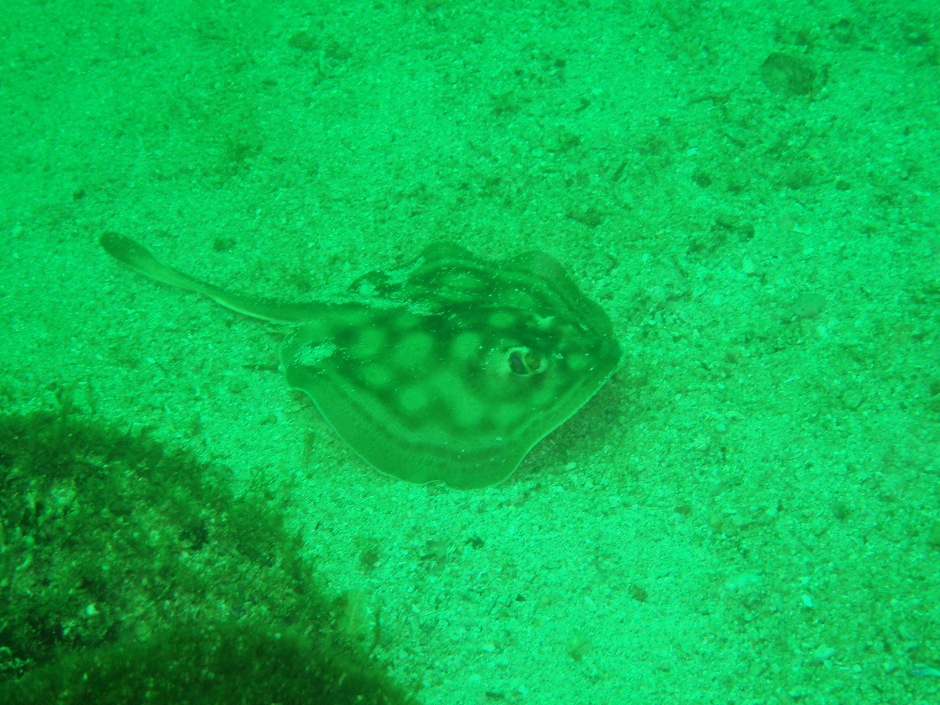 Sting Ray