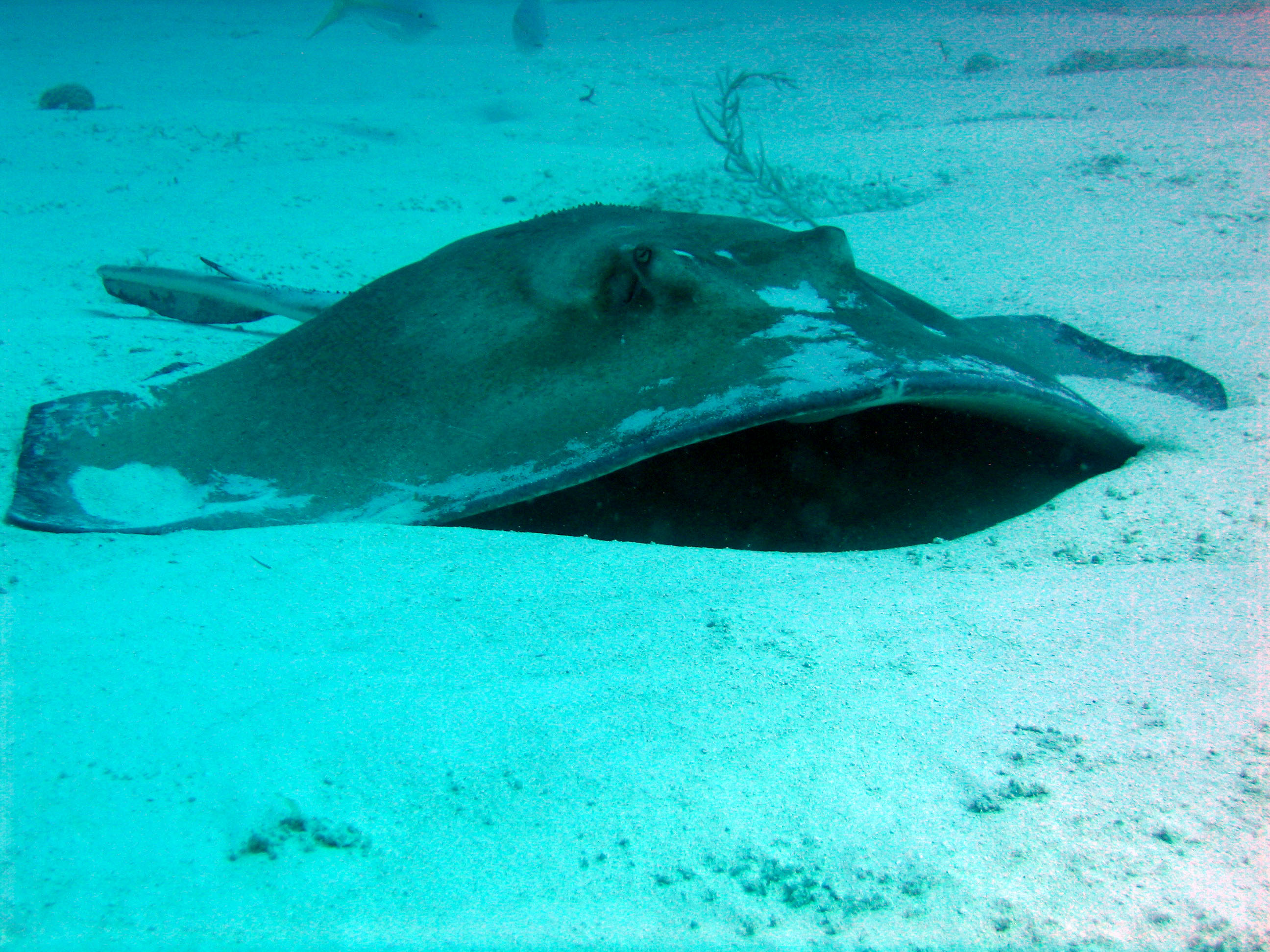 Sting Ray