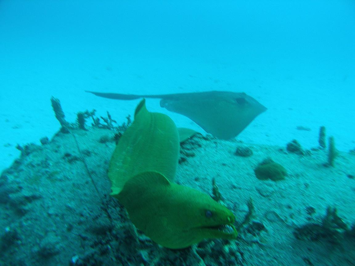 Stingray and Baby, the moray eel