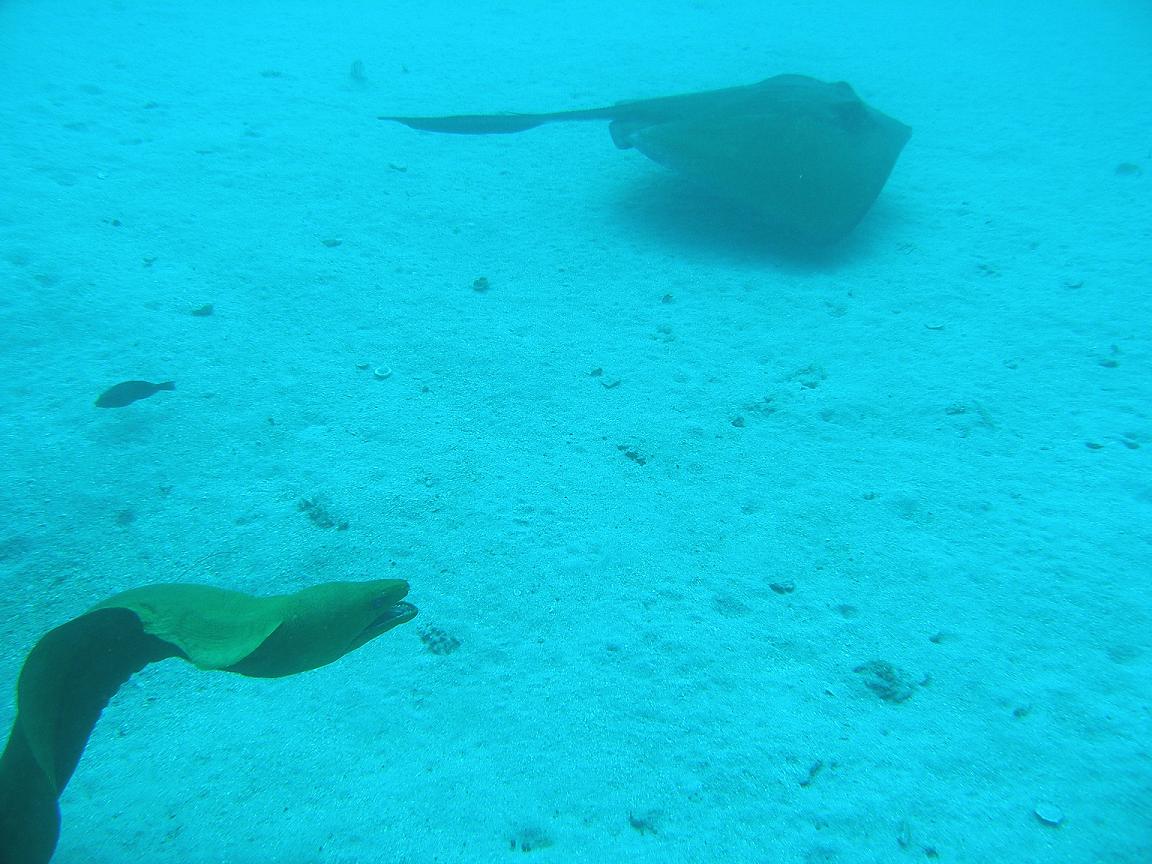 Stingray and Baby, the moray eel