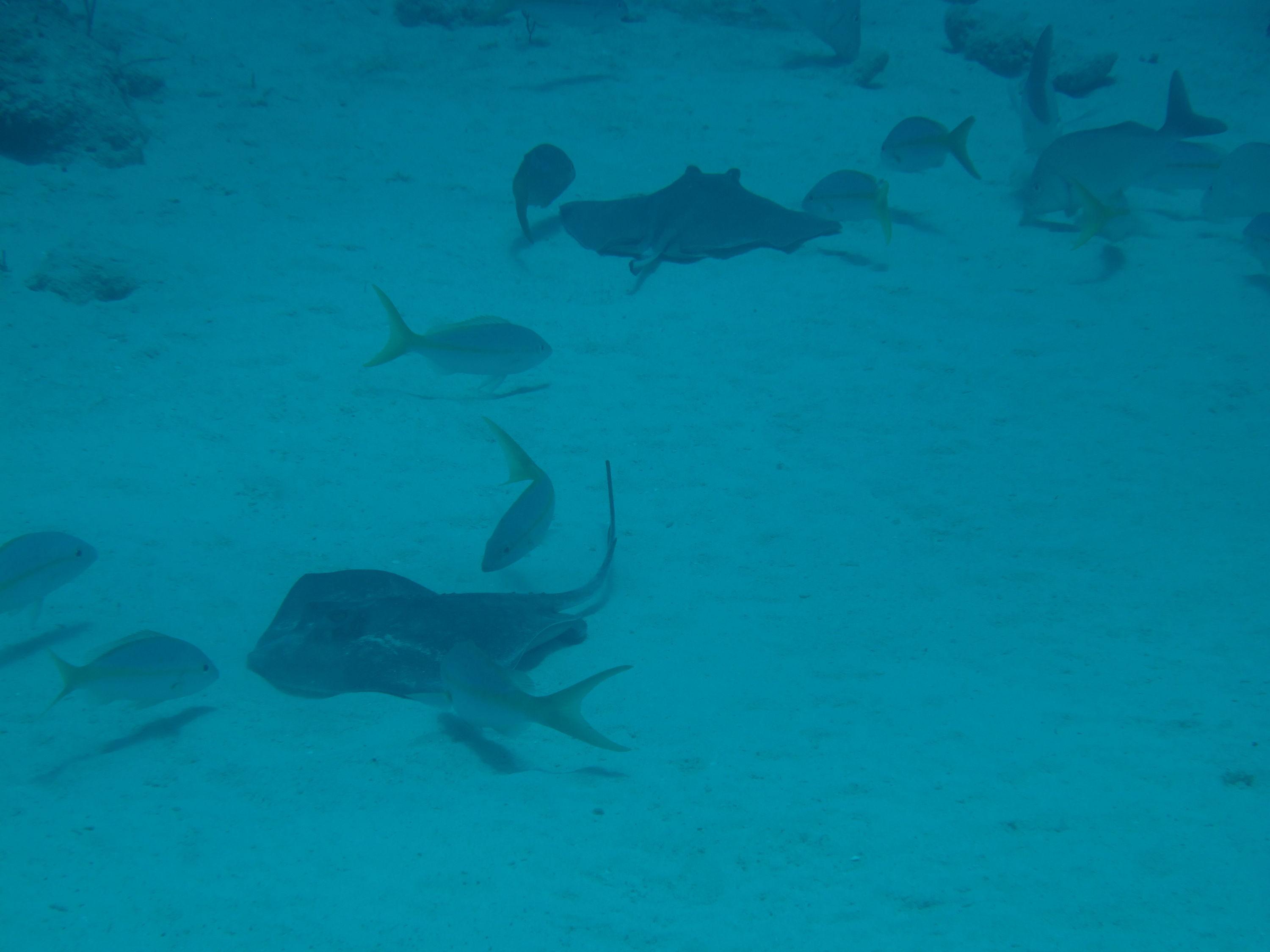 Stingray and snapper entourage