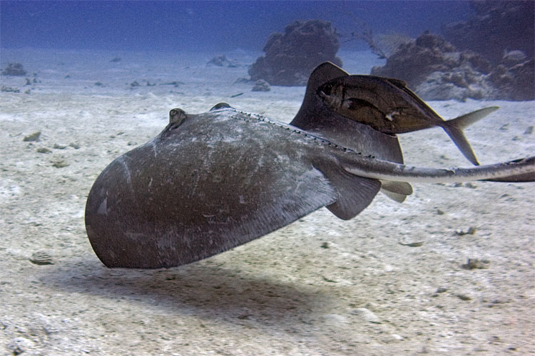 Stingray (and travel companion)