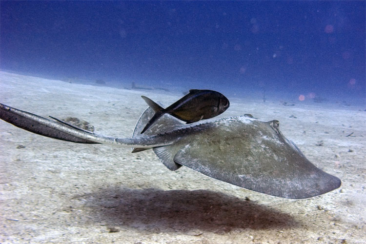 Stingray (and travel companion)