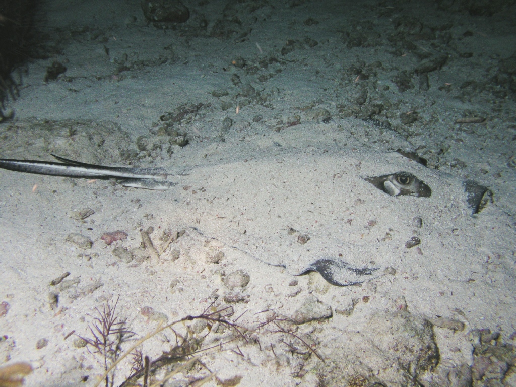 Stingray at Night