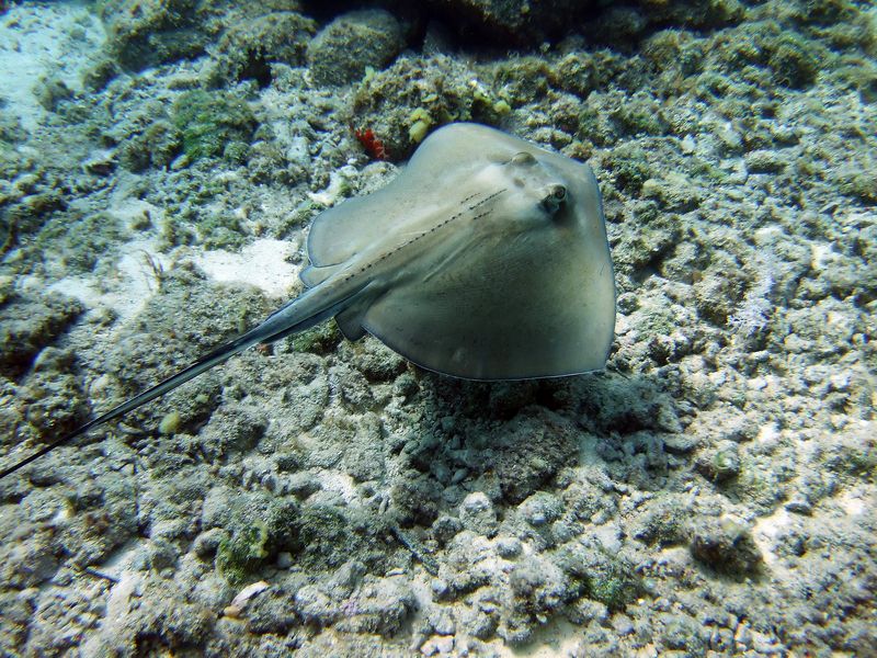 Stingray - Blue Angel Shore Dive