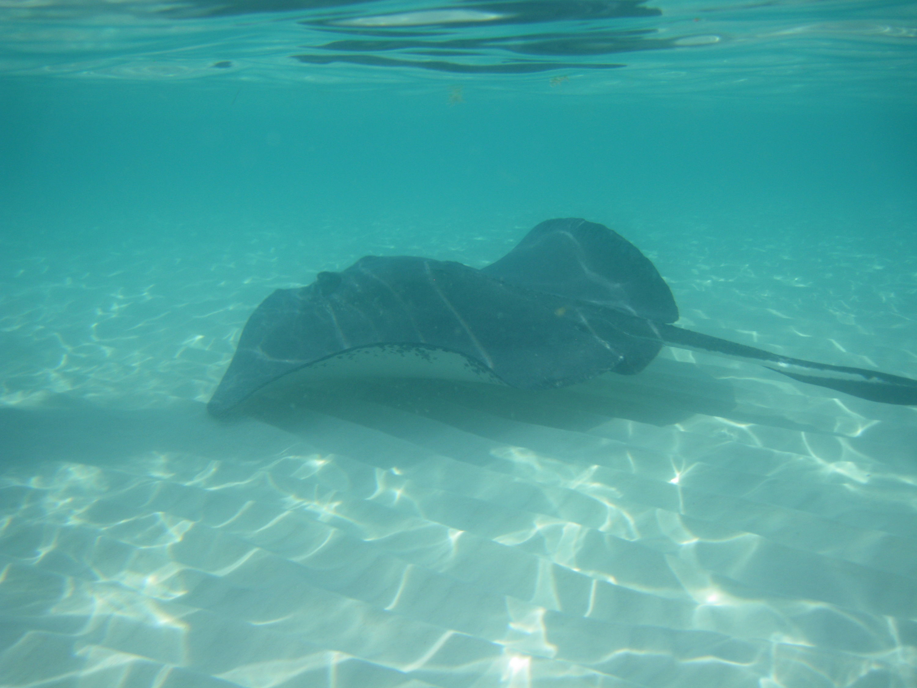 Stingray City Grand Cayman