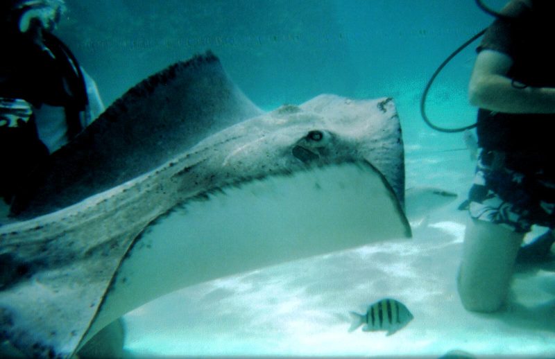 Stingray City-Ray