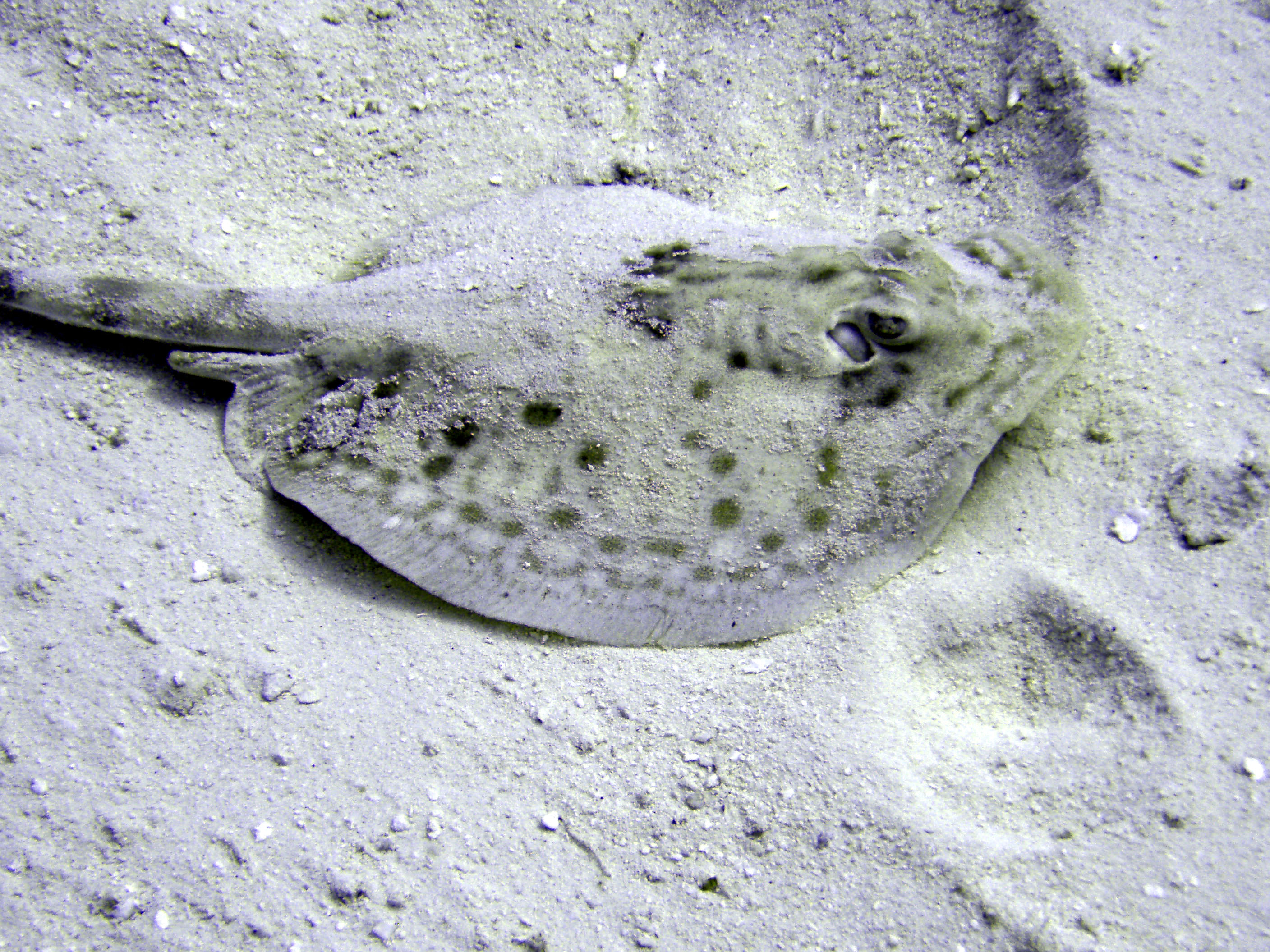 Stingray - Cozumel