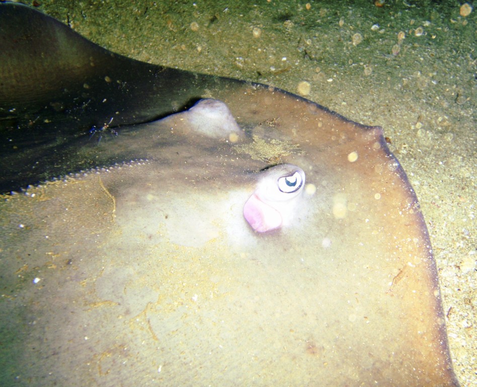 Stingray Eye