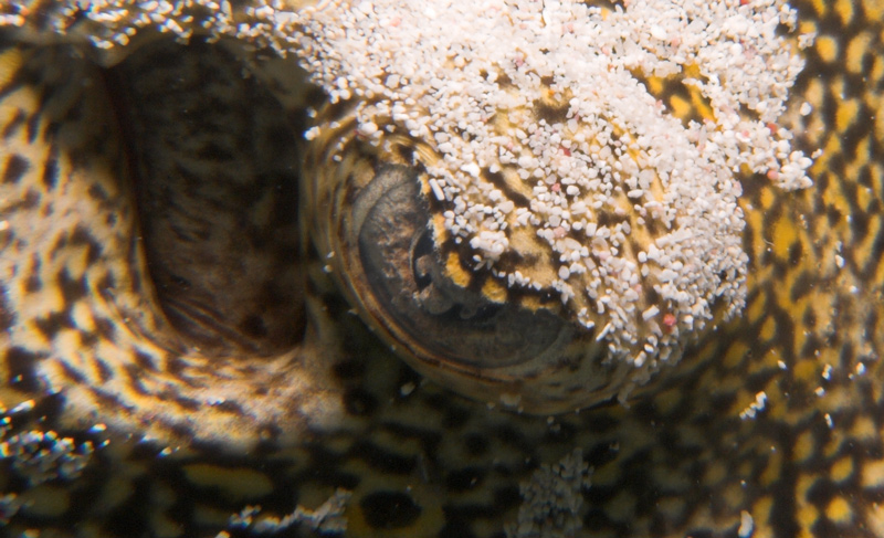 Stingray eye