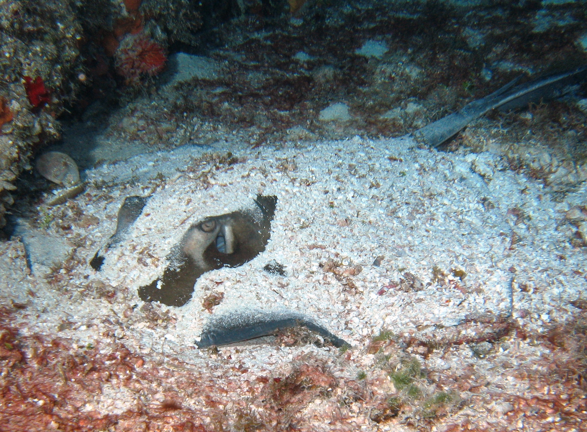 Stingray in Cozumel