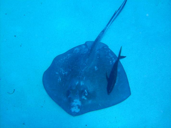 Stingray - Little Cayman - May 08