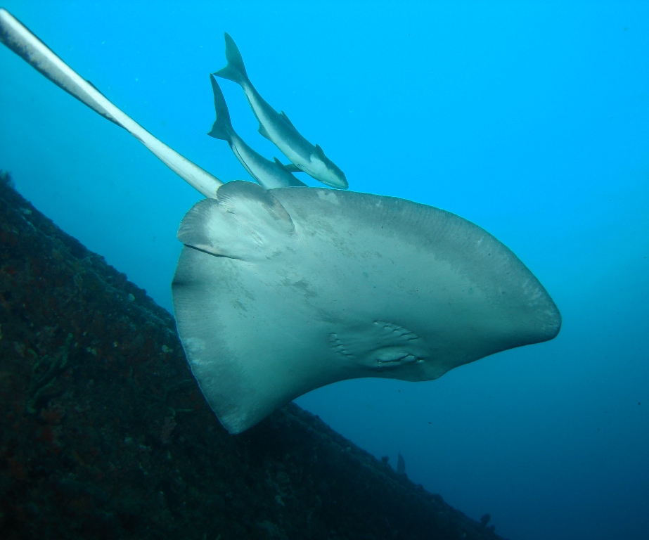 Stingray On Sea Emporer - 2