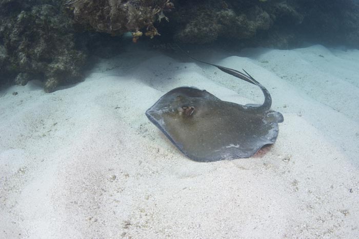 Stingray on the reef