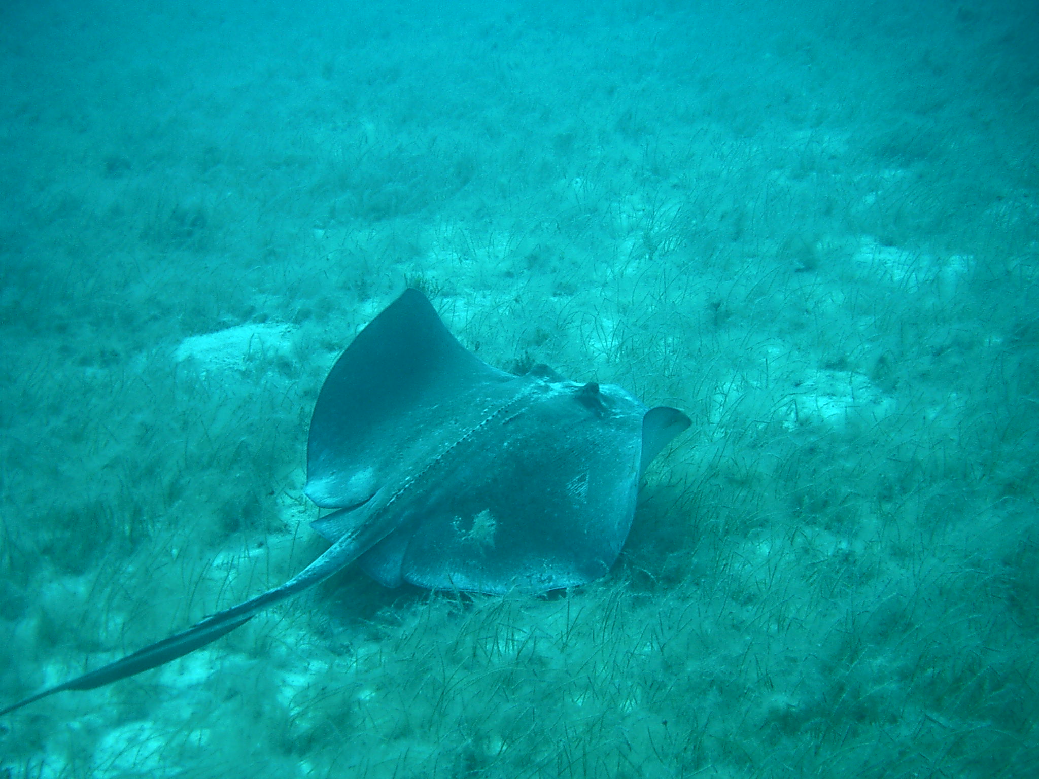 Stingray