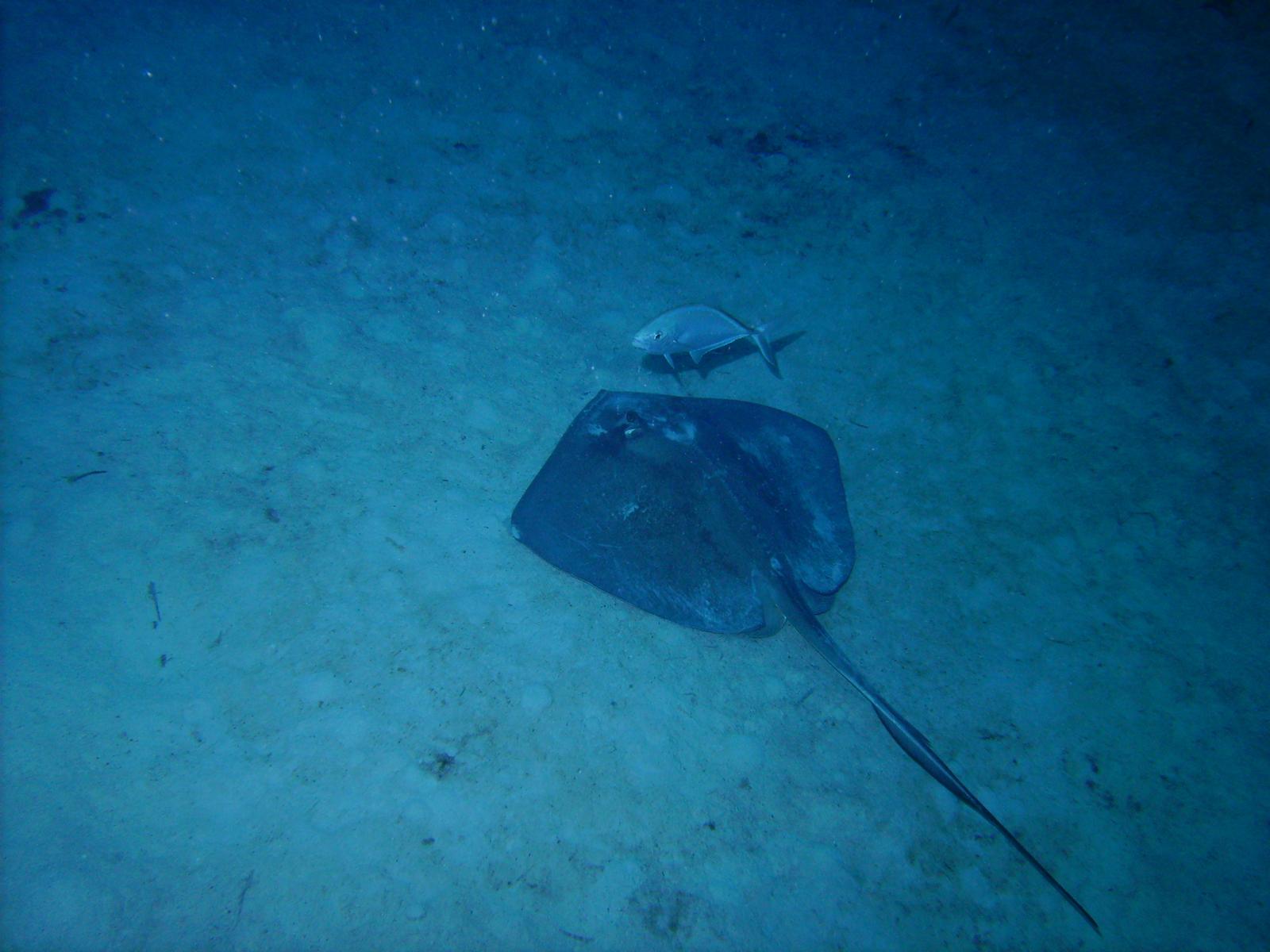 Stingray