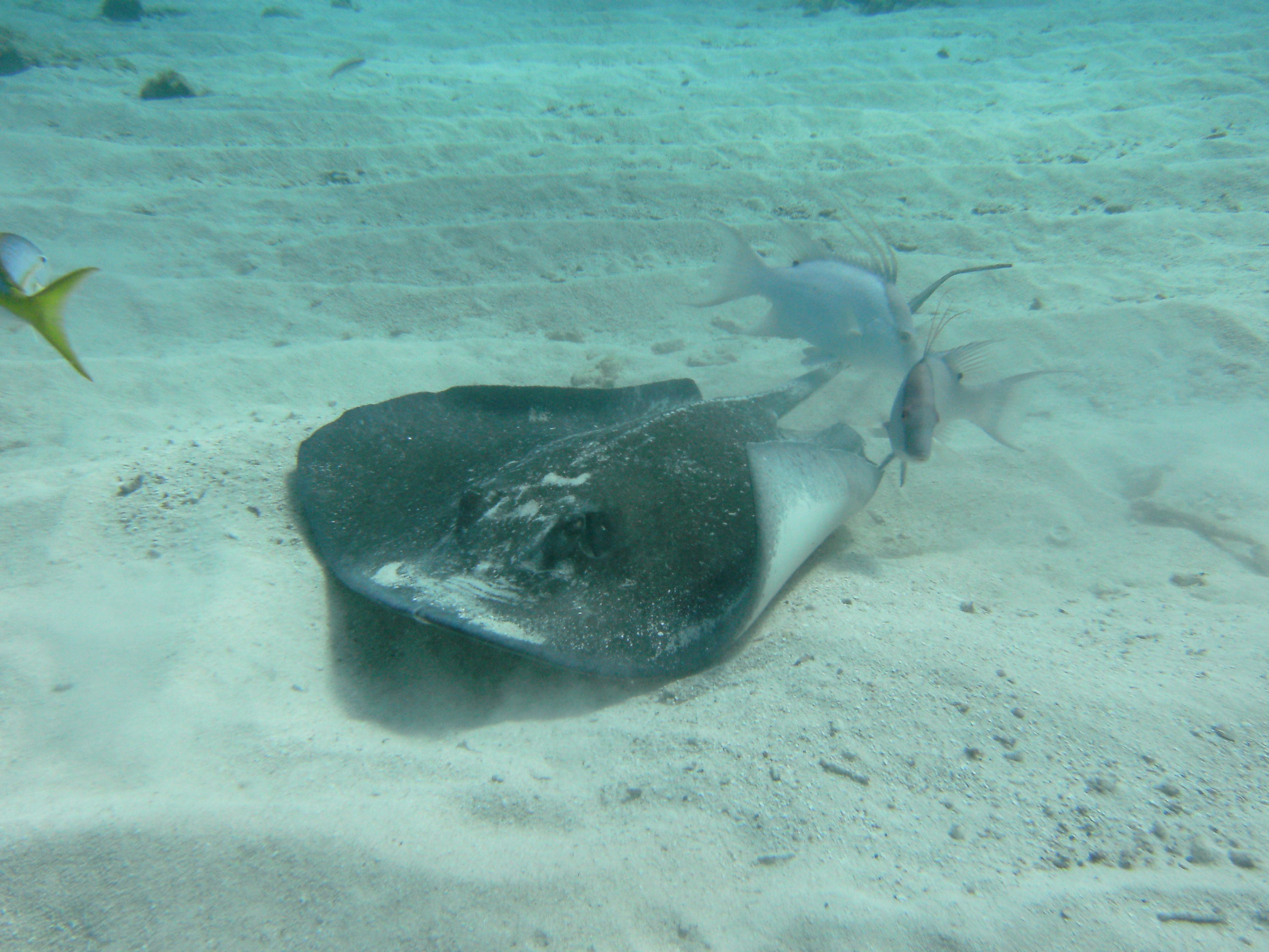 Stingray