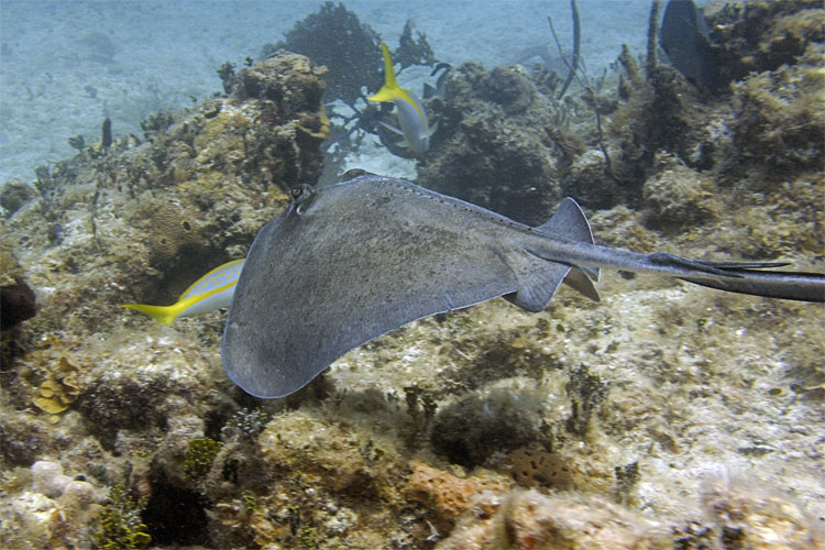 Stingray