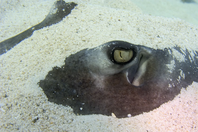 Stingray