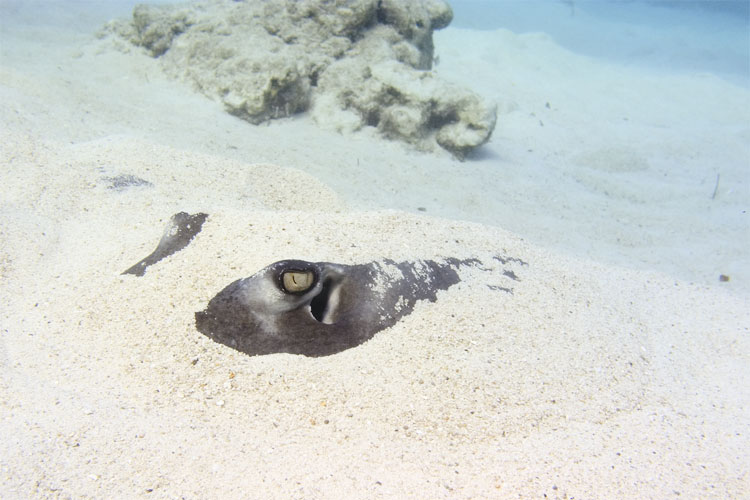 Stingray