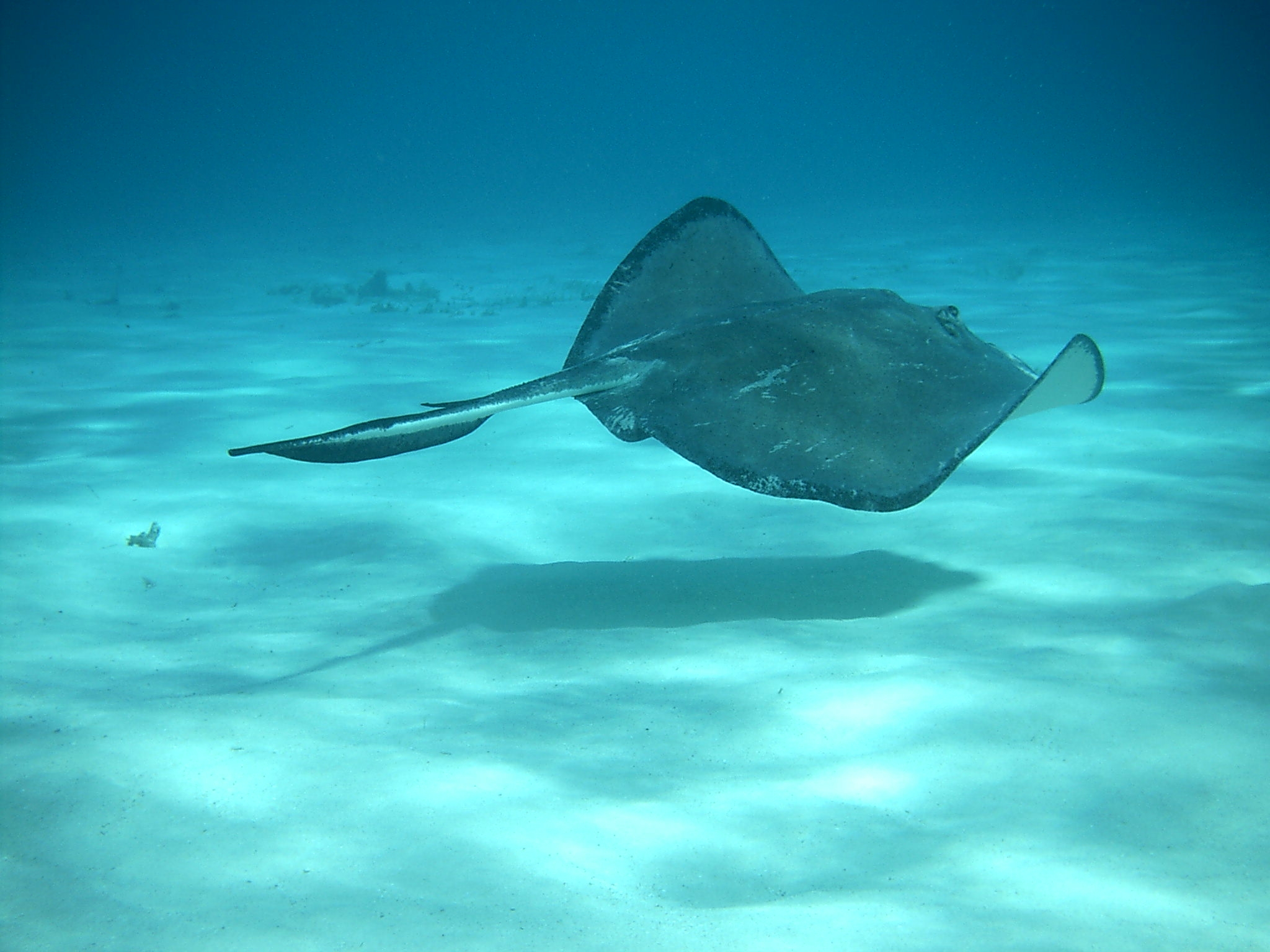 stingray