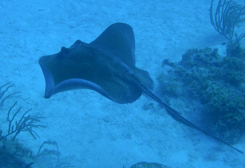 Stingray