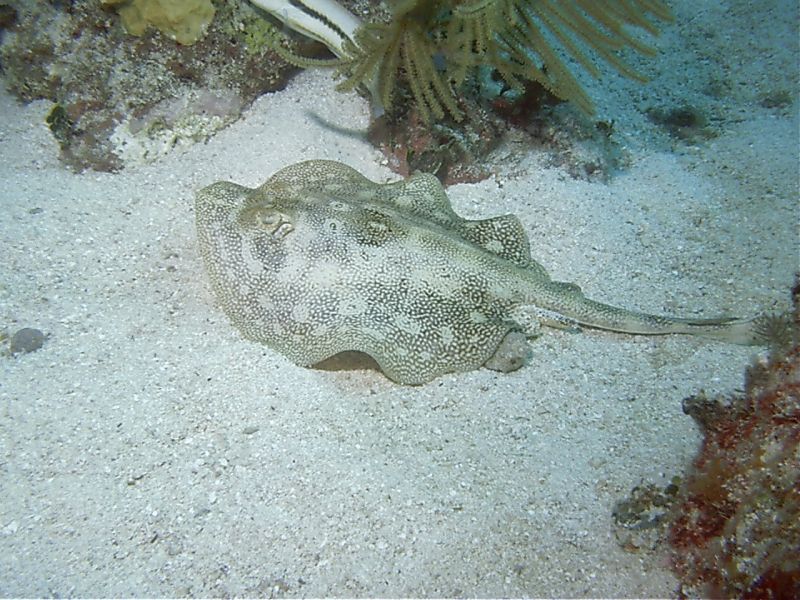 Stingray