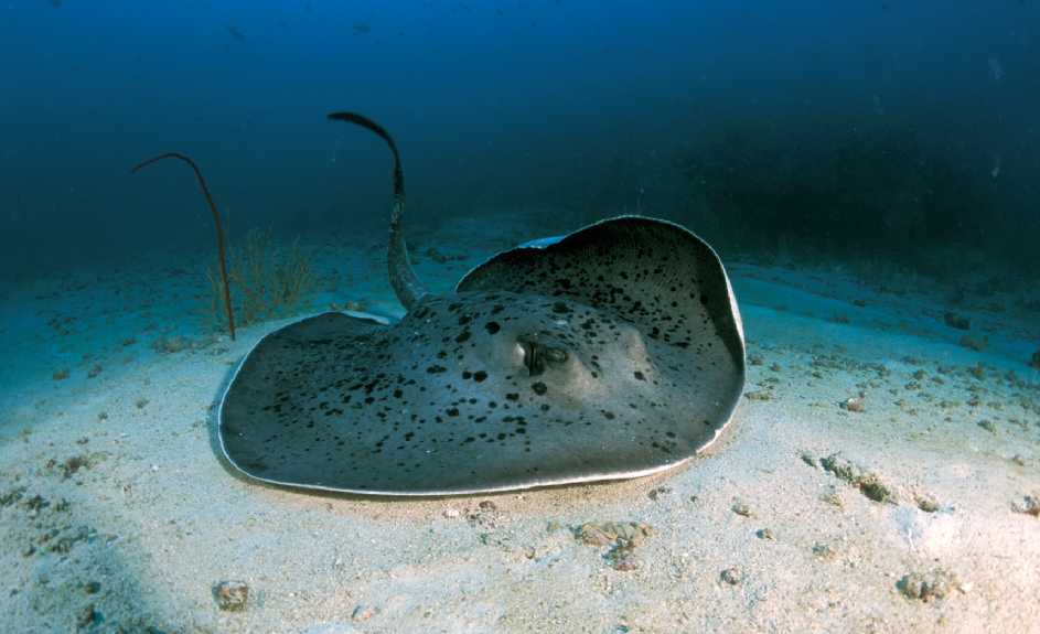 Stingray