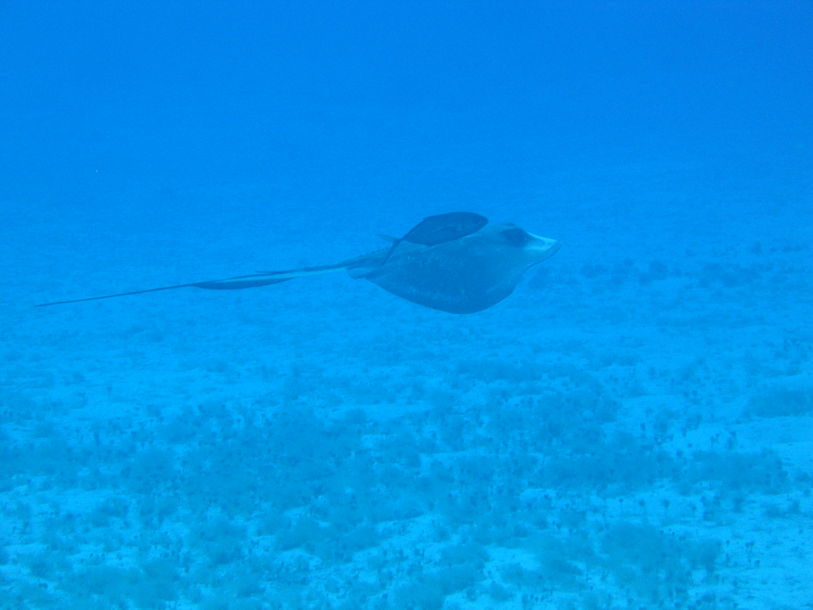 Stingray