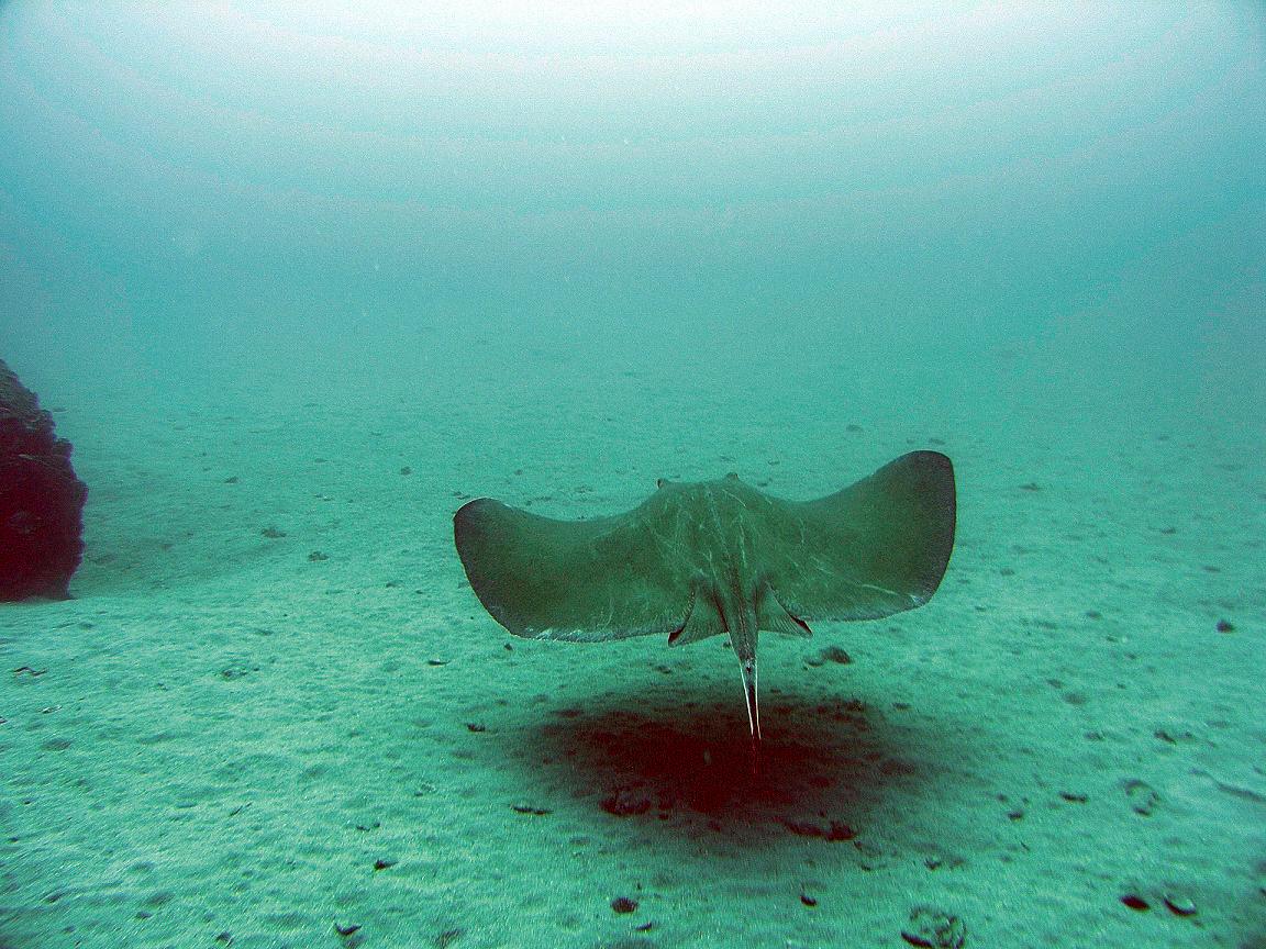 Stingray