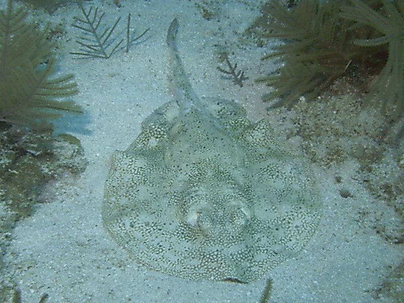 Stingray2