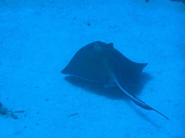 stingray_ Diving_tenerife_SUBCANARIA_COM