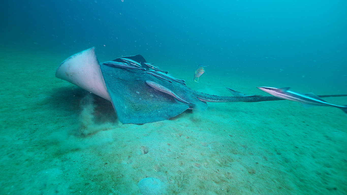 stingray_0311_002