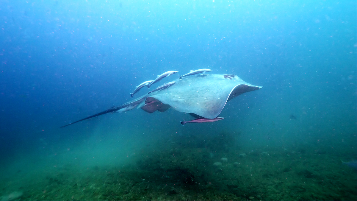 stingray_0311_004_small