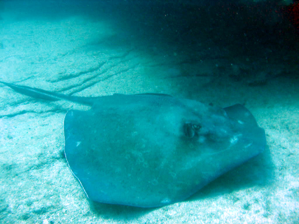 Stingray_21