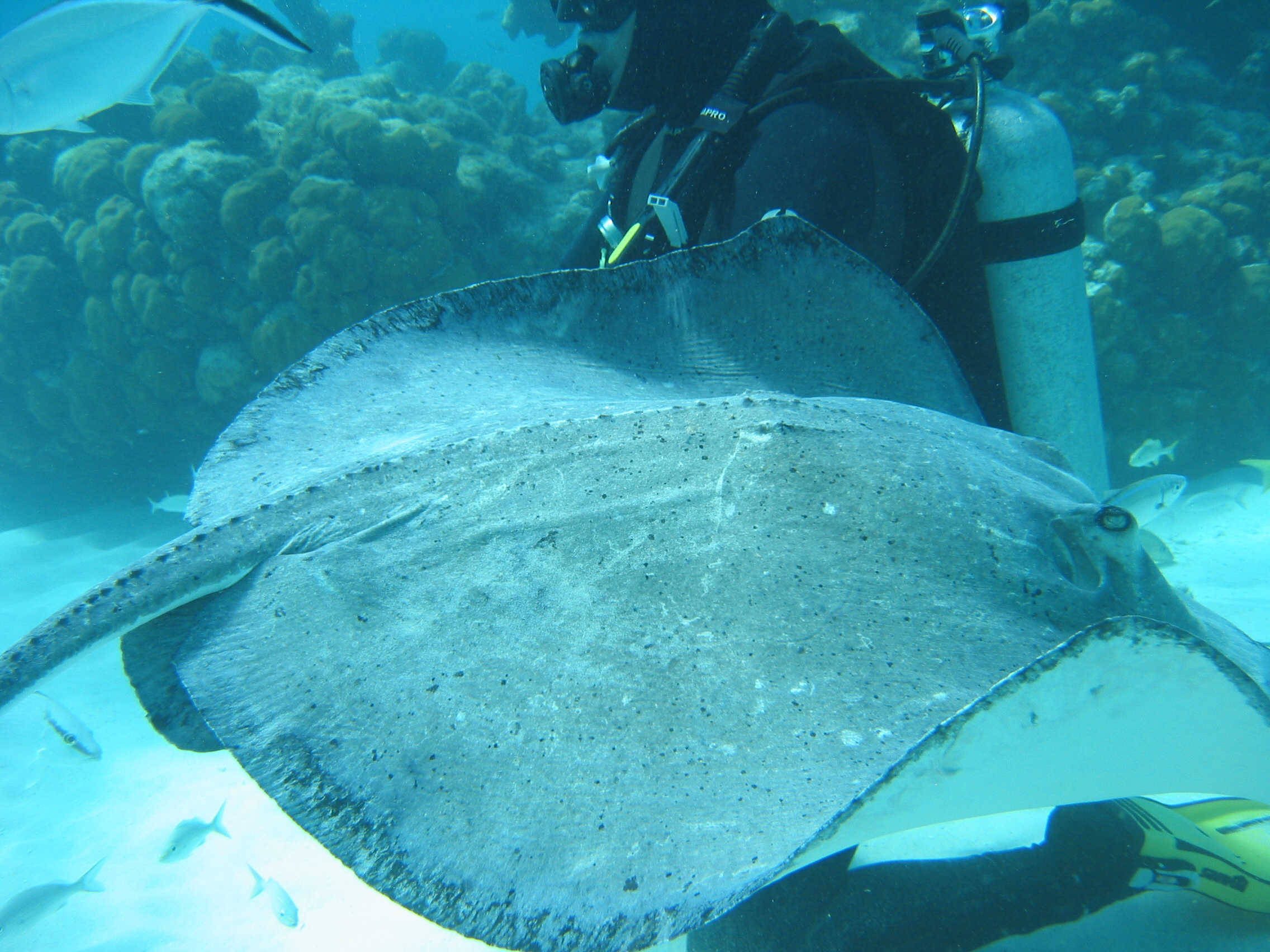 Stingray_City_1_