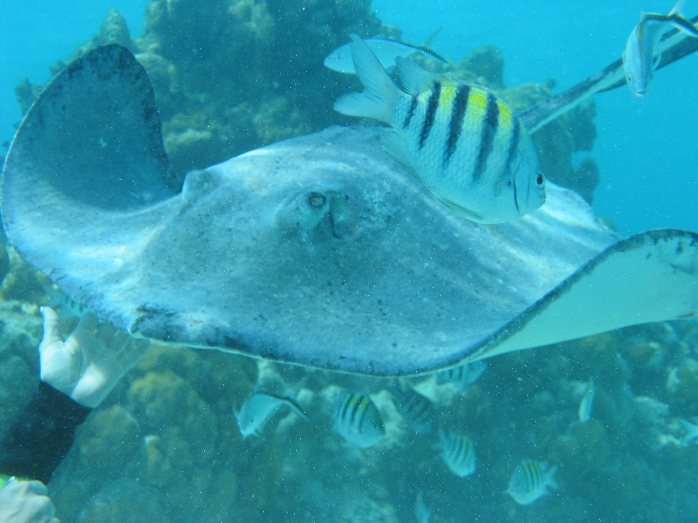 Stingray_City_2_