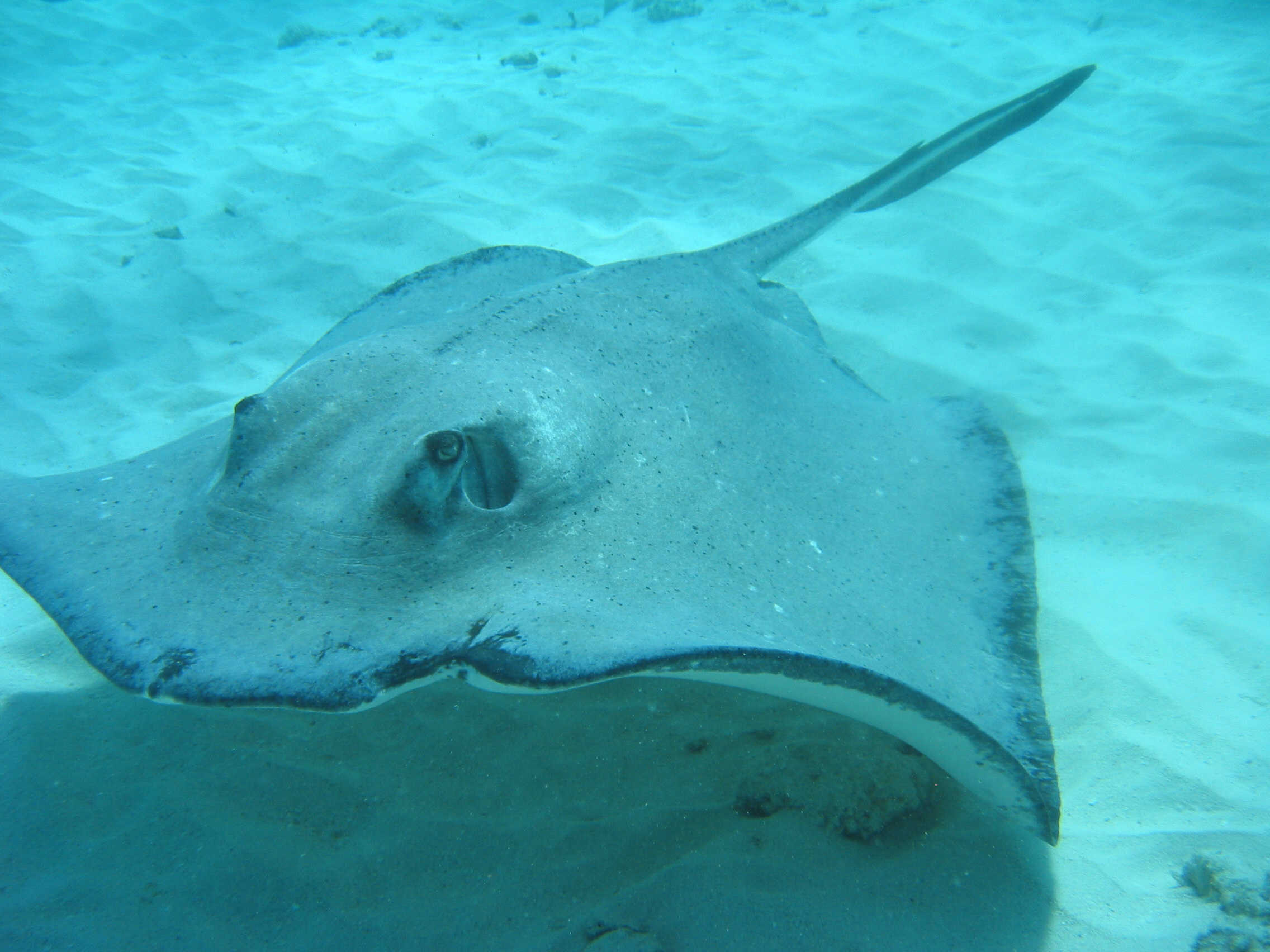 Stingray_City_4_