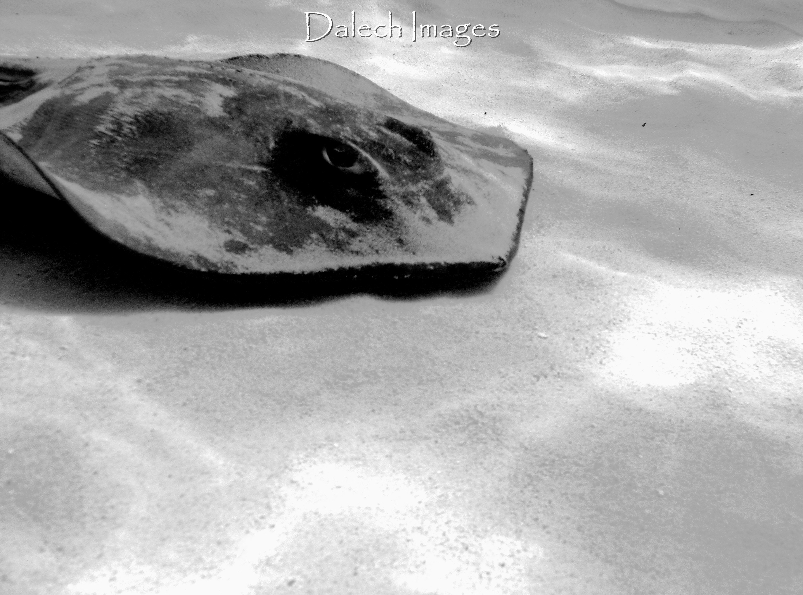 stingray_city_b_w_2_