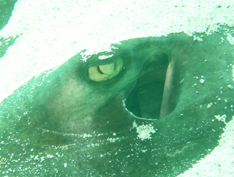 Stingray_eye