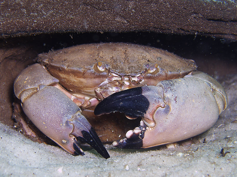 Stone crab - Destin Jetties