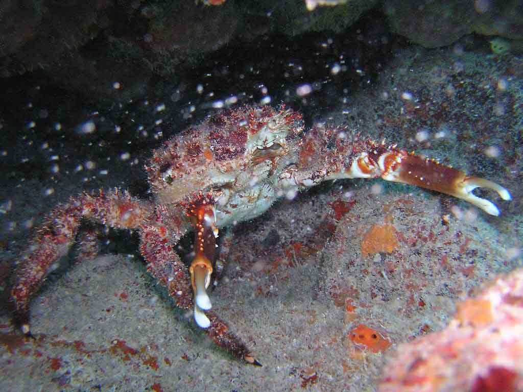 Stone Crab - Mollasses Reef Key Largo Florida