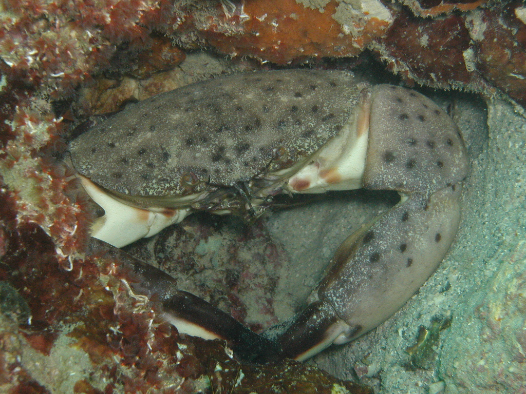 Stone Crab