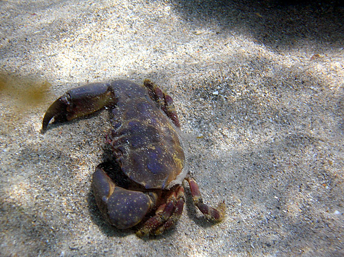 Stone Crab