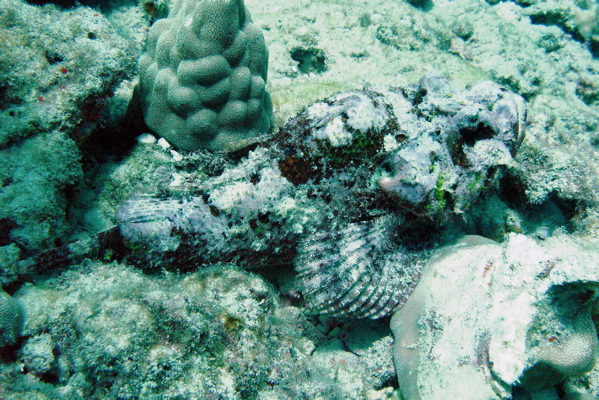 Stone Scorpionfish