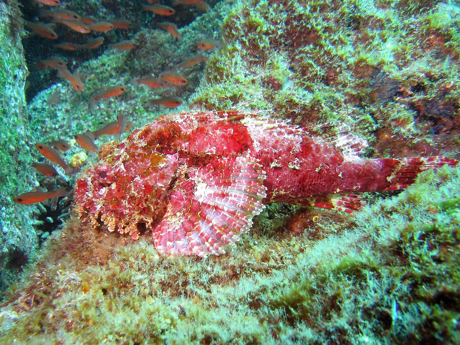 Stone Scorpionfish