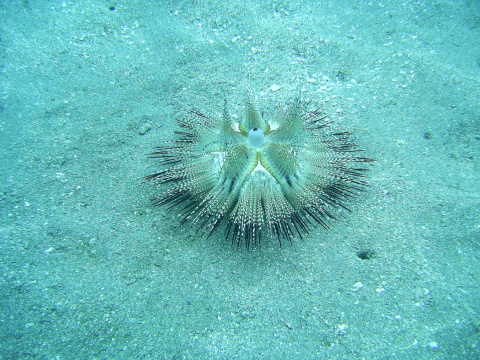 stone_collecting_Urchin